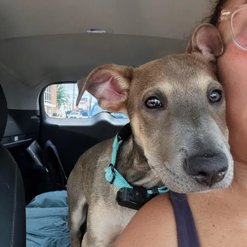 A baby medium-sized female Gray / Blue / Silver Shepherd dog named Hope for adoption in Baldwin, MD