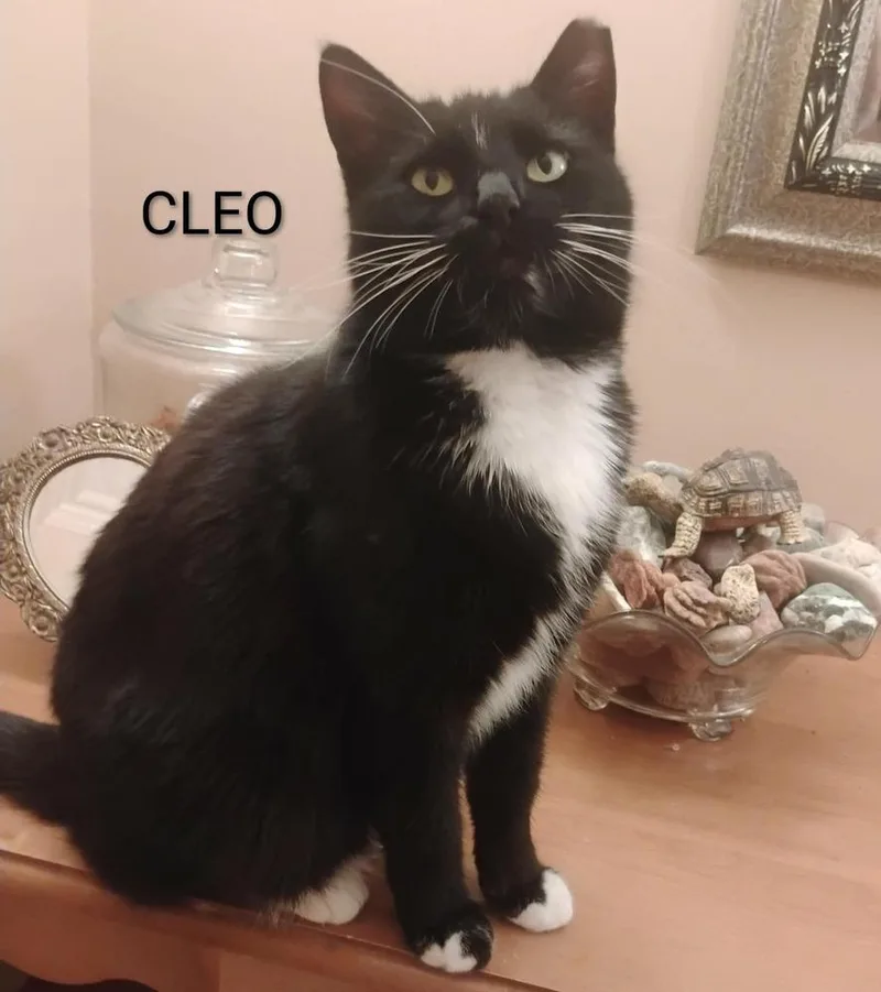 Cleo