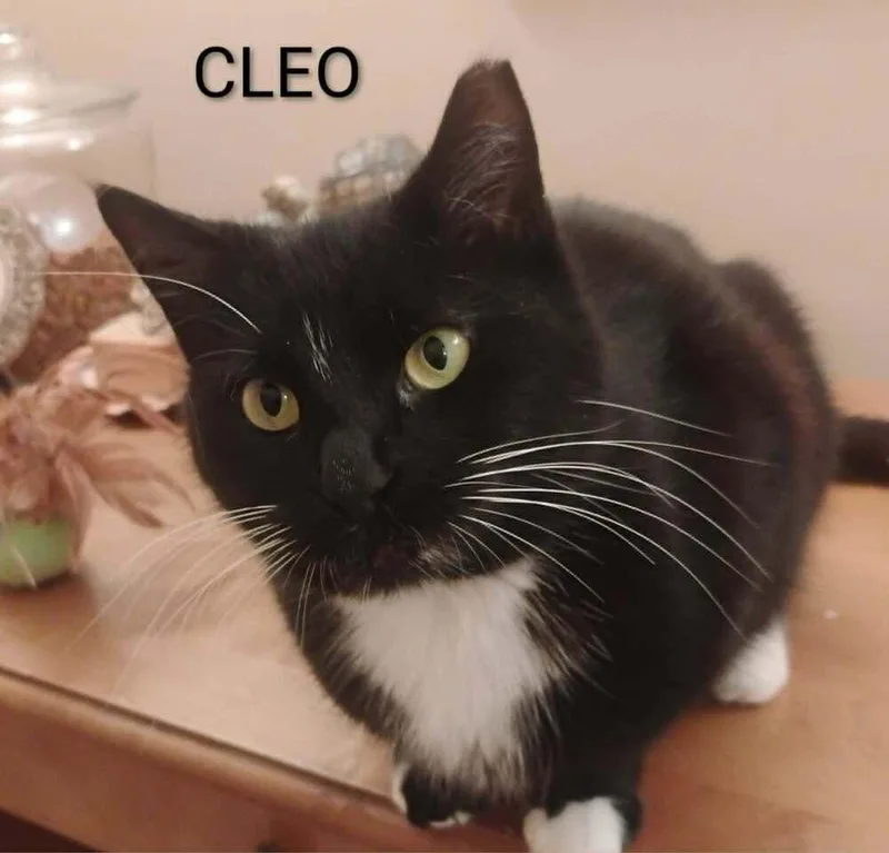 Cleo thumbnail 2