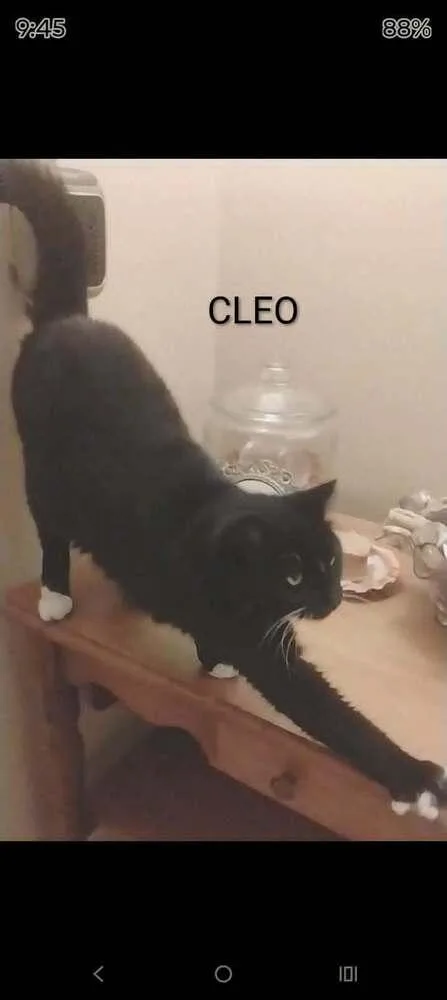 Cleo thumbnail 4
