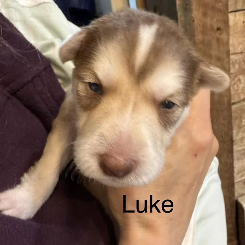 A baby medium-sized male Yellow / Tan / Blond / Fawn Mixed Breed dog named Luke for adoption in Bartlett, TN