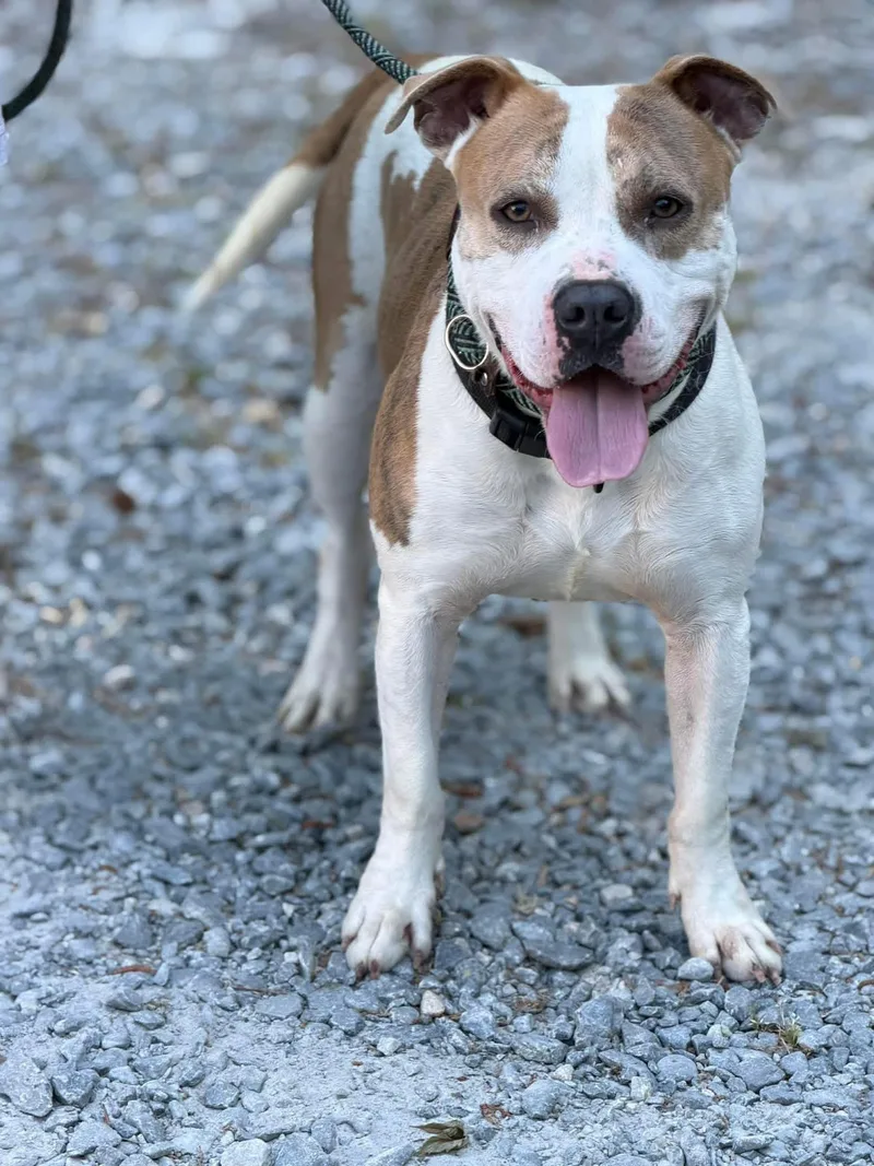 An adult large-sized male Apricot / Beige Mixed Breed dog named Mossy for adoption in Elizabethtown, NC