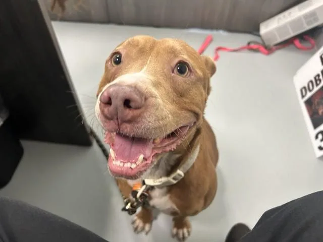 An adult large-sized male Pit Bull Terrier dog named Azareal for adoption in Ocala, FL