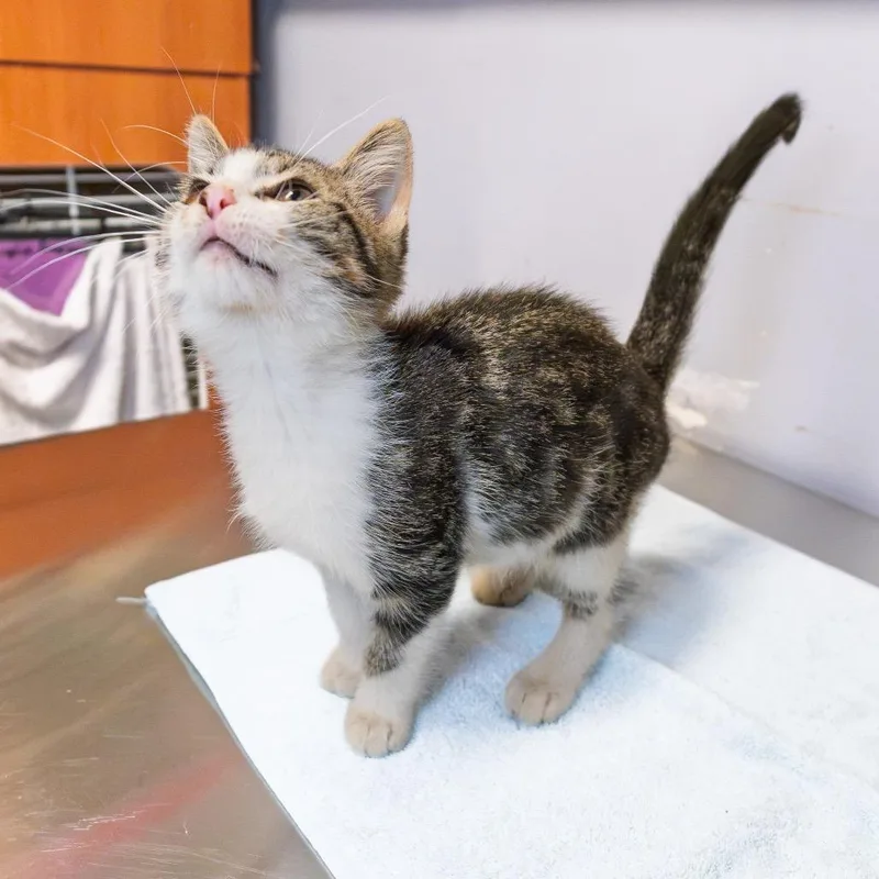 A baby small-sized male Gray / Blue / Silver Domestic Short Hair cat named Owen for adoption in South Elgin, IL