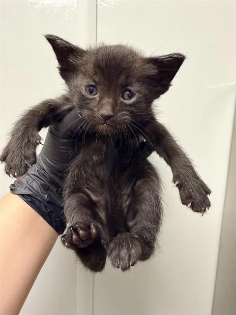 A baby small-sized female Domestic Short Hair cat named Misty for adoption in Ontario, CA