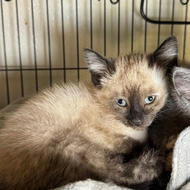 A baby medium-sized female Siamese cat named Gemini for adoption in Saginaw, MI