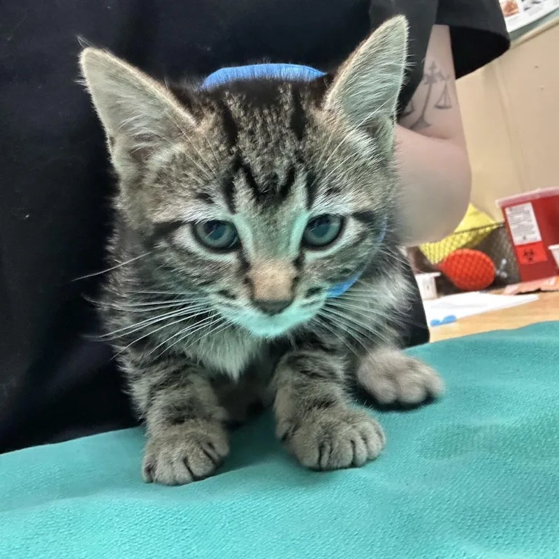 A baby small-sized male Black Domestic Short Hair cat named Raisin for adoption in Tacoma, WA