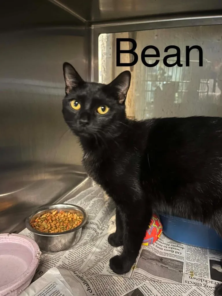 A young large-sized male Domestic Short Hair cat named Bean for adoption in Princeton, IN