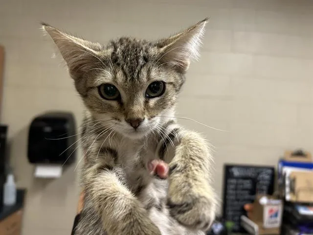 Mouse