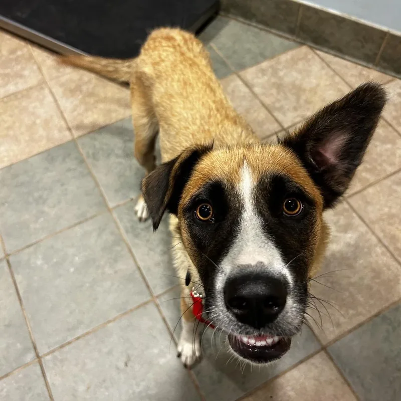 An adult medium-sized female Yellow / Tan / Blond / Fawn Mixed Breed dog named Coral for adoption in Chattanooga, TN