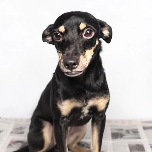 A young small-sized female Black Mixed Breed dog named Sea Turtle for adoption in Fredericksburg, VA