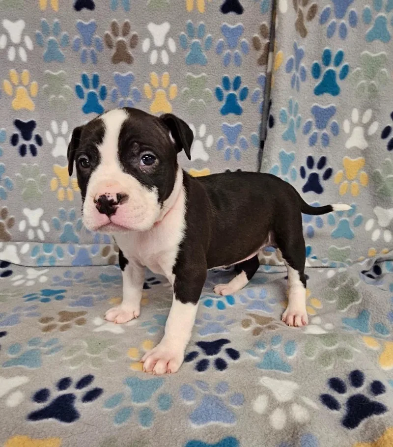 A baby medium-sized female Mixed Breed dog named Sorbet for adoption in Wabash, IN