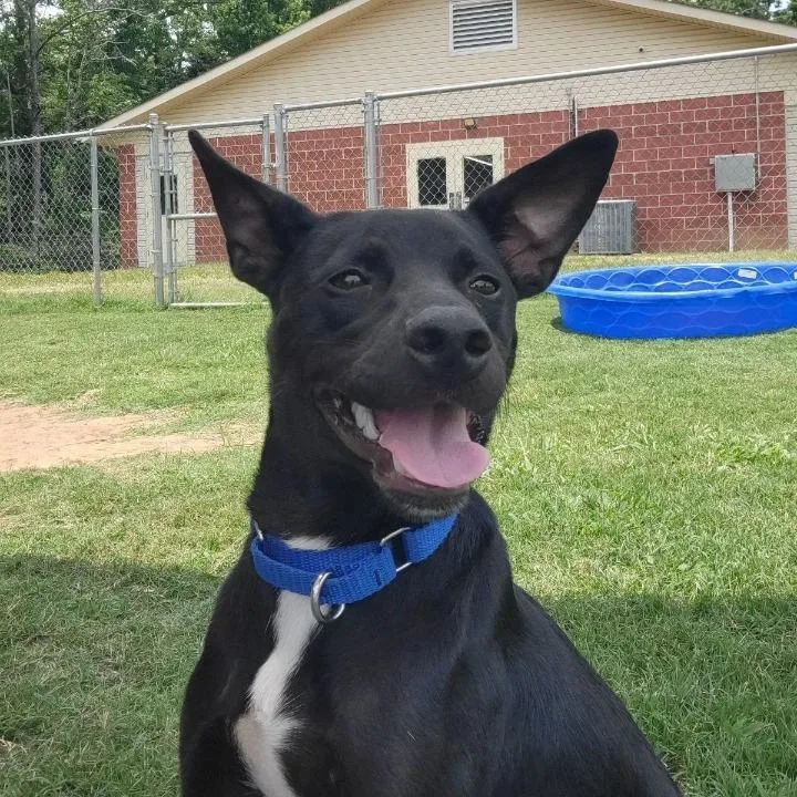 A young small-sized male Black Labrador Retriever dog named Gulliver for adoption in Cabot, AR