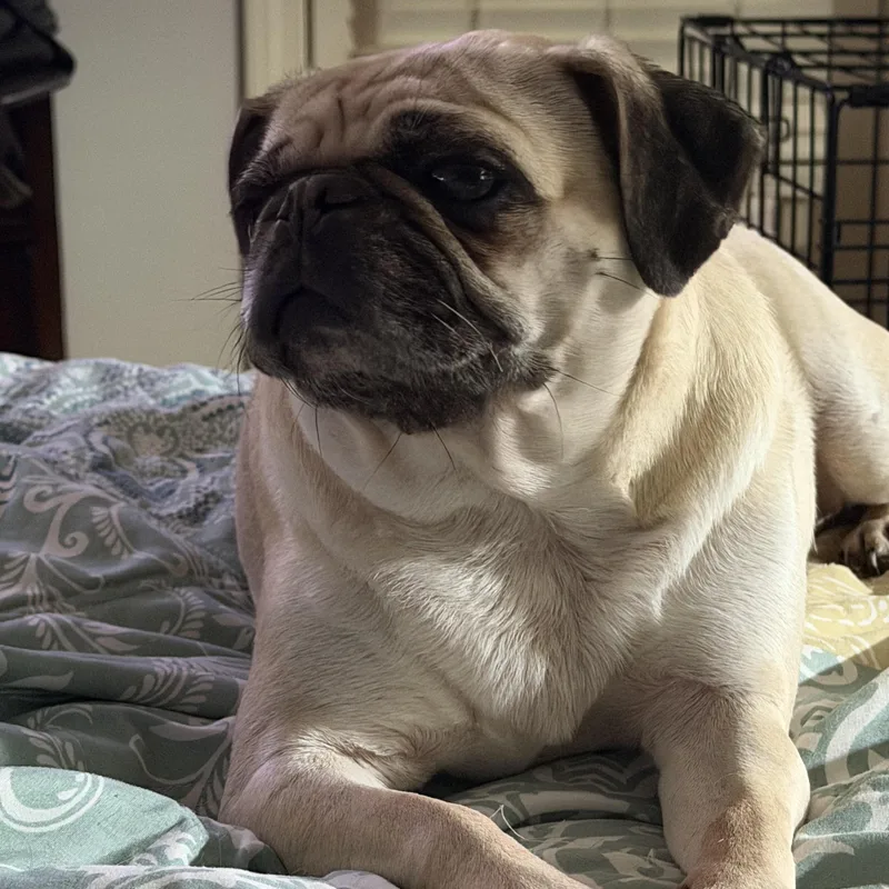 An adult small-sized female Pug dog named Linda Honey for adoption in Memphis, TN