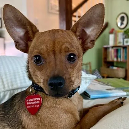 A baby small-sized male Chihuahua dog named Roland for adoption in Elk Grove Village, IL