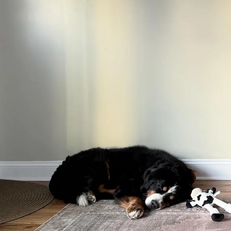 An adult large-sized male Black Bernese Mountain Dog dog named Bunsen for adoption in Skokie, IL