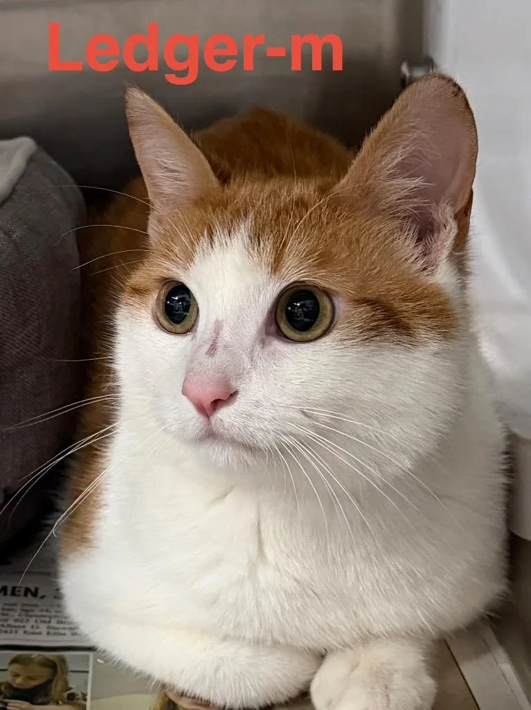 A young small-sized male Tabby cat named Ledger for adoption in Brookhaven, MS