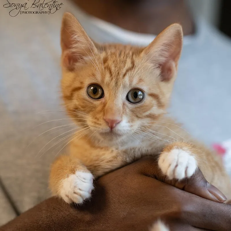 A baby small-sized male Orange / Red Domestic Short Hair cat named Rufus for adoption in Bartlett, TN