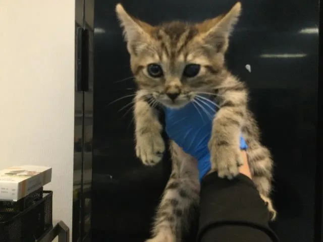 A baby small-sized male Domestic Short Hair cat named Cyril for adoption in Thousand Palms, CA