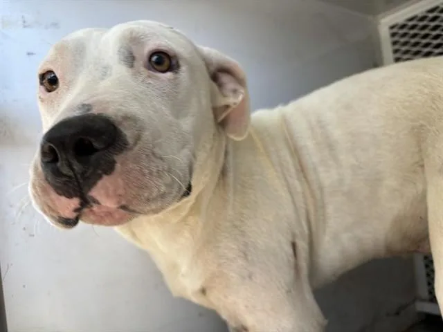 A young medium-sized male Pit Bull Terrier dog named Cheese for adoption in Bakersfield, CA