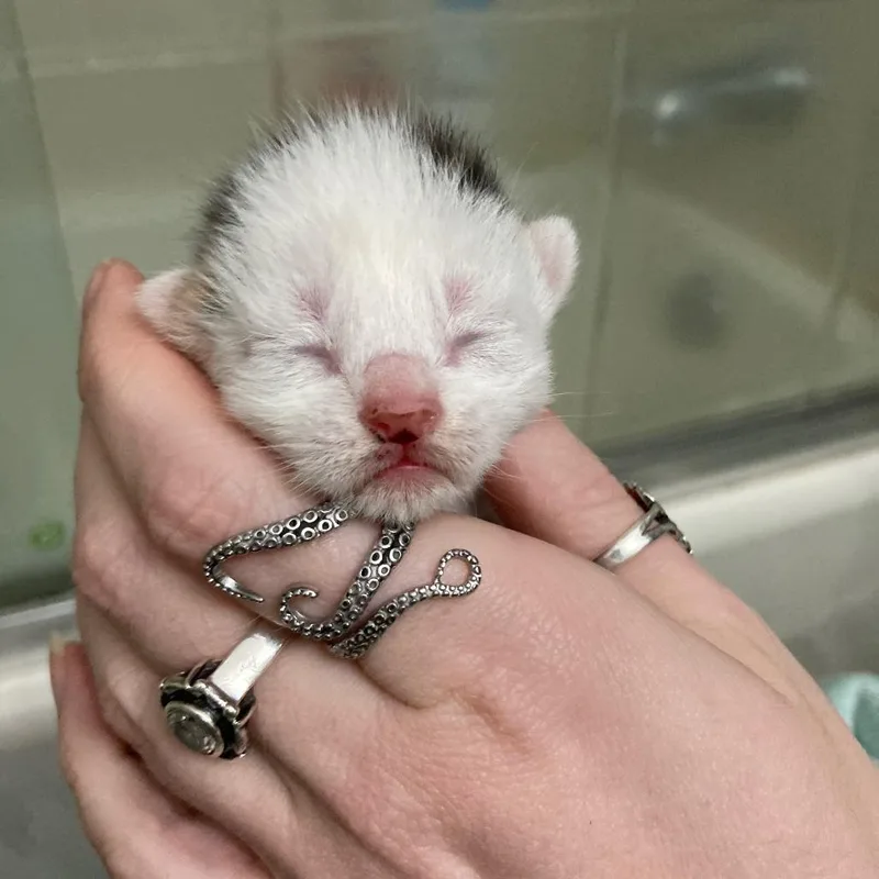 A baby small-sized female Black Domestic Short Hair cat named Zoey for adoption in Skokie, IL