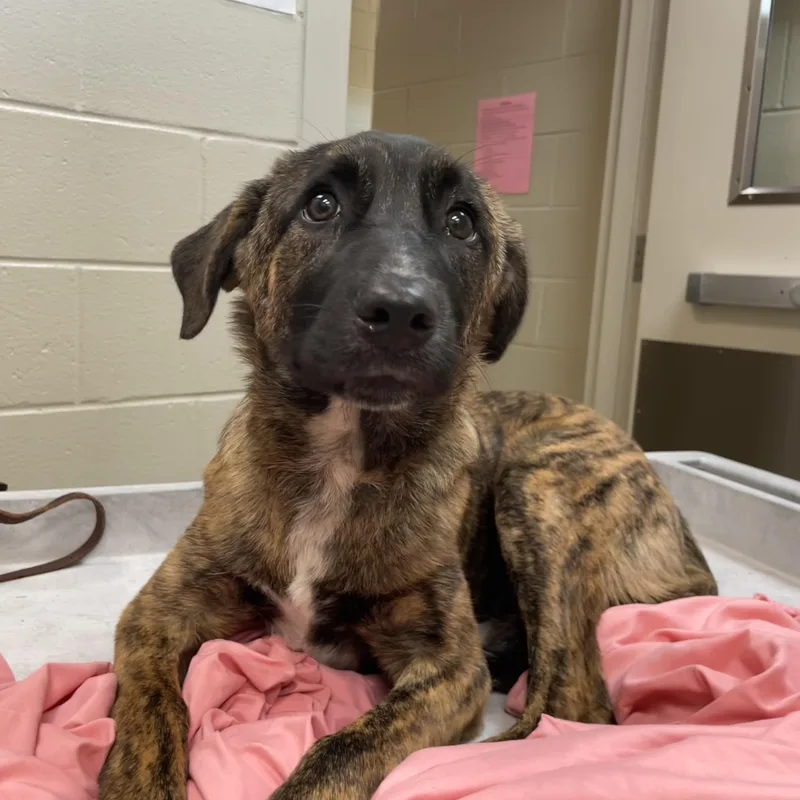 Stromboli thumbnail 3