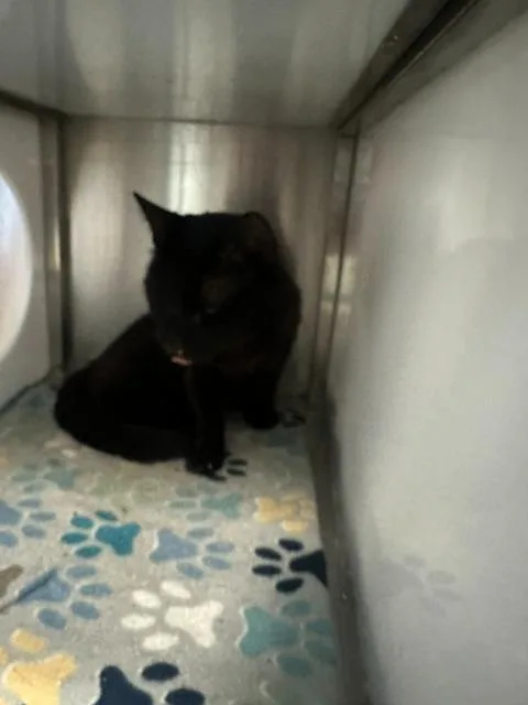 A young large-sized male Domestic Short Hair cat named Aspen for adoption in Rome, GA