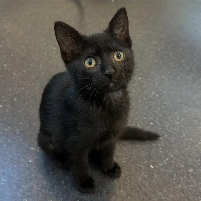 A baby medium-sized female Black Domestic Short Hair cat named Opal for adoption in Burlingame, CA