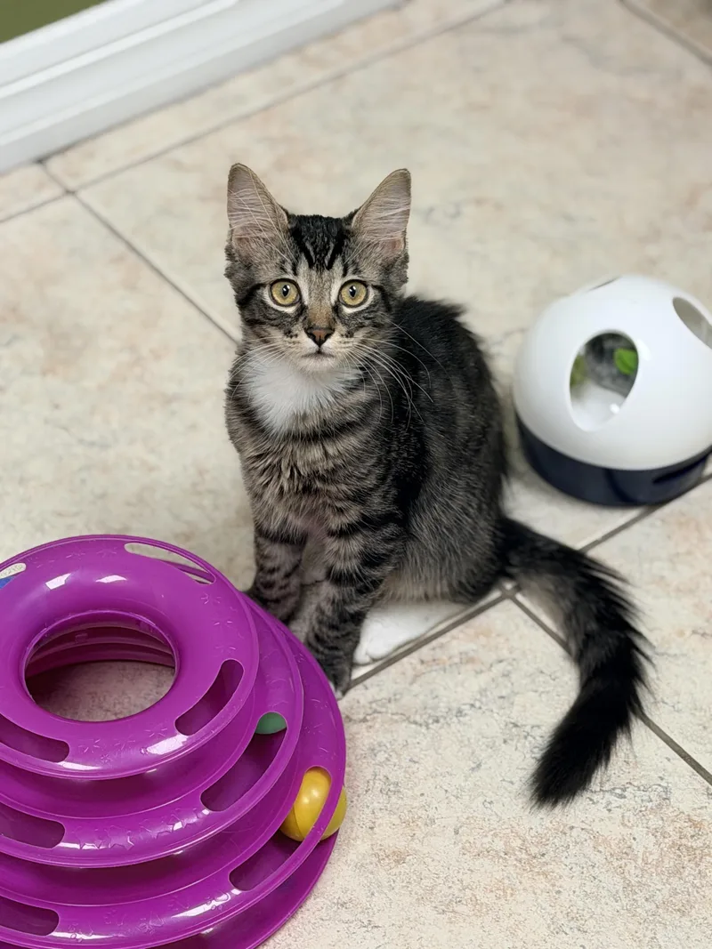 Loki