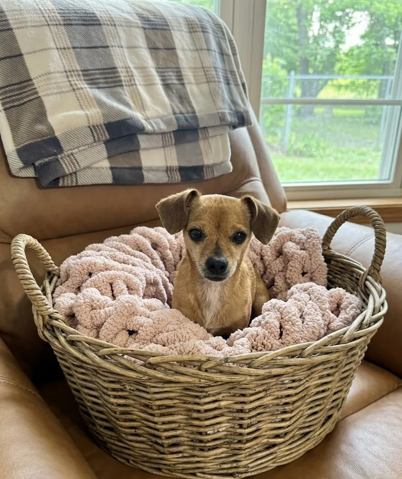 An adult small-sized female Chihuahua dog named Tina for adoption in North Prairie, WI