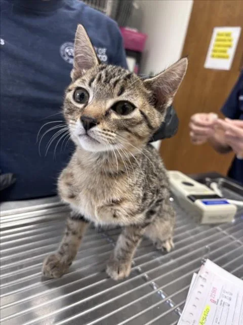A baby small-sized male Domestic Short Hair cat named Fred for adoption in Norco, CA