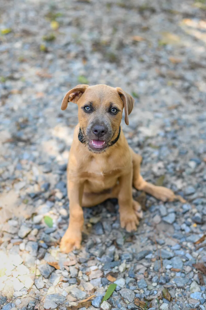 A baby medium-sized male Yellow / Tan / Blond / Fawn Mixed Breed dog named Cato Jr for adoption in BONIFAY, FL