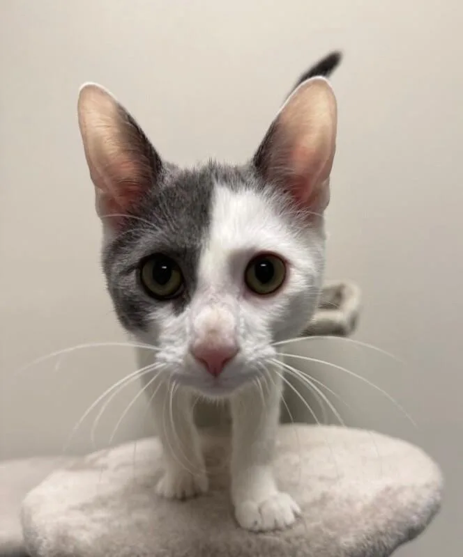 A young medium-sized male Domestic Short Hair cat named Winston for adoption in Yankton, SD