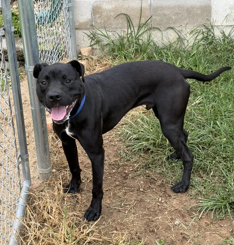 A young medium-sized male Pit Bull Terrier dog named Maverick for adoption in Loogootee, IN