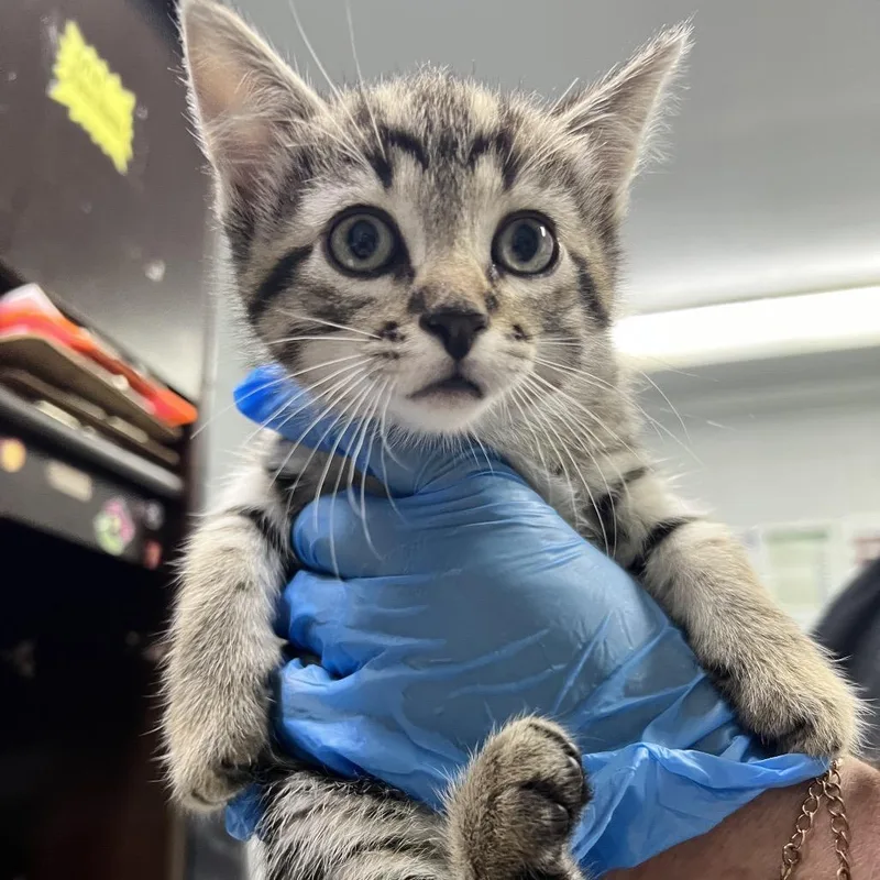 A baby small-sized female Brown / Chocolate Domestic Short Hair cat named Torpedo for adoption in Summerville, SC
