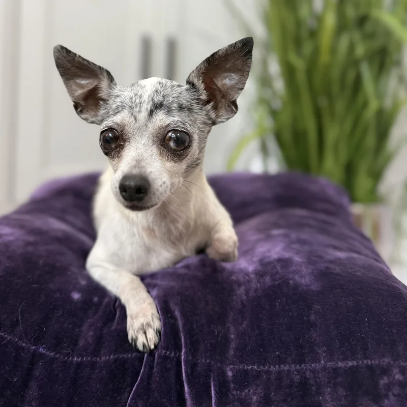 A senior small-sized female White / Cream Chihuahua dog named Lana Turner for adoption in Friendswood, TX