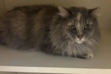 An adult large-sized female Domestic Long Hair cat named Minerva McGonagall for adoption in Chamblee, GA