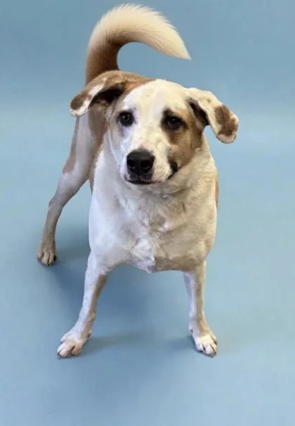 A young medium-sized male Pit Bull Terrier dog named Buck for adoption in Bowling Green, KY
