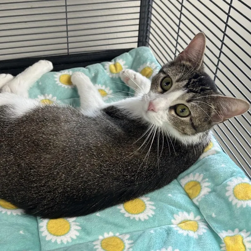 A young medium-sized female Brown / Chocolate Domestic Short Hair cat named Heather for adoption in Hannibal, MO