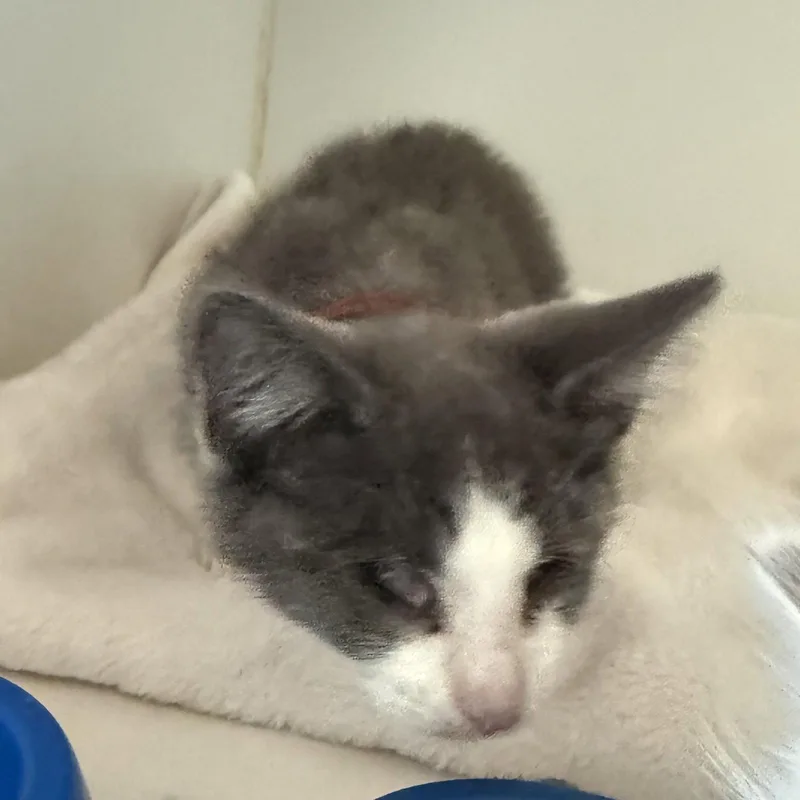 A baby small-sized female Domestic Short Hair cat named Blanket for adoption in Oakland, CA