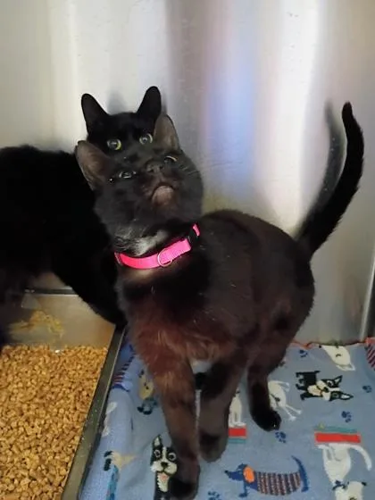 An adult small-sized female Domestic Short Hair cat named Princess Murdock for adoption in Beatrice, NE