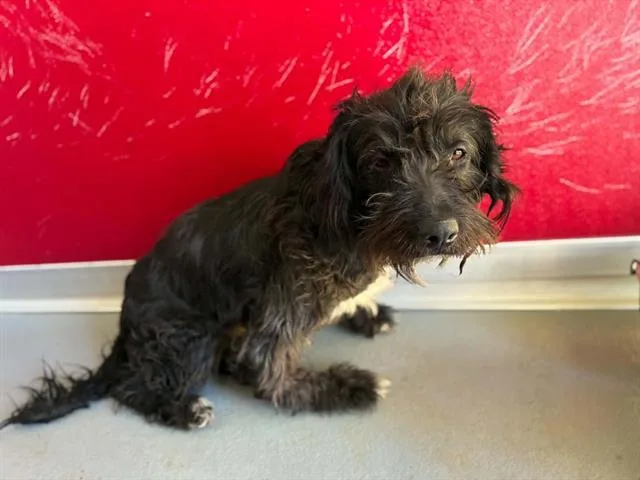 An adult medium-sized male Poodle dog named Oso for adoption in Visalia, CA
