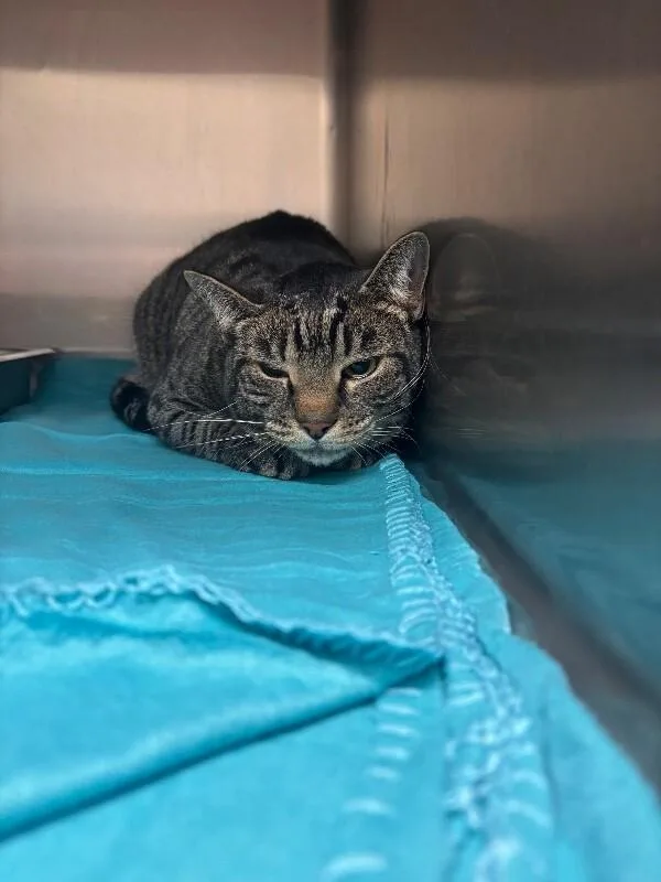 An adult medium-sized male Gray / Blue / Silver Domestic Short Hair cat named Kitkat for adoption in Disputanta, VA