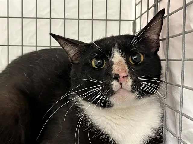 A young medium-sized male Domestic Short Hair cat named Ciar for adoption in Fort Lauderdale, FL