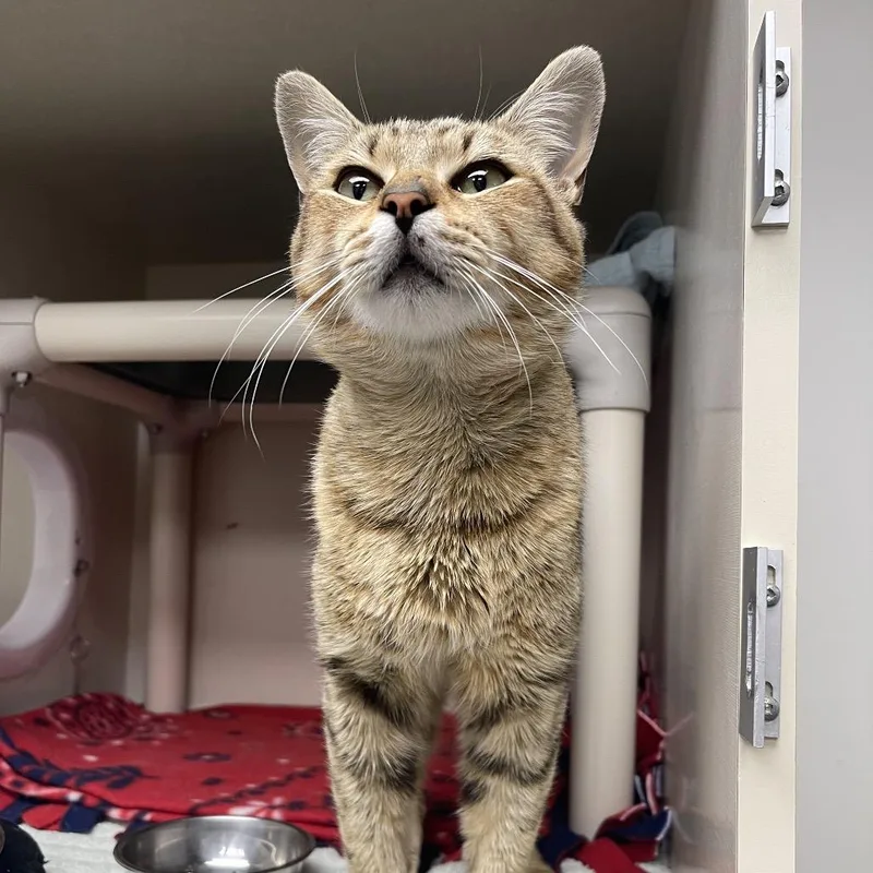 A baby medium-sized male Brown / Chocolate Domestic Short Hair cat named Simba for adoption in Mentor, OH