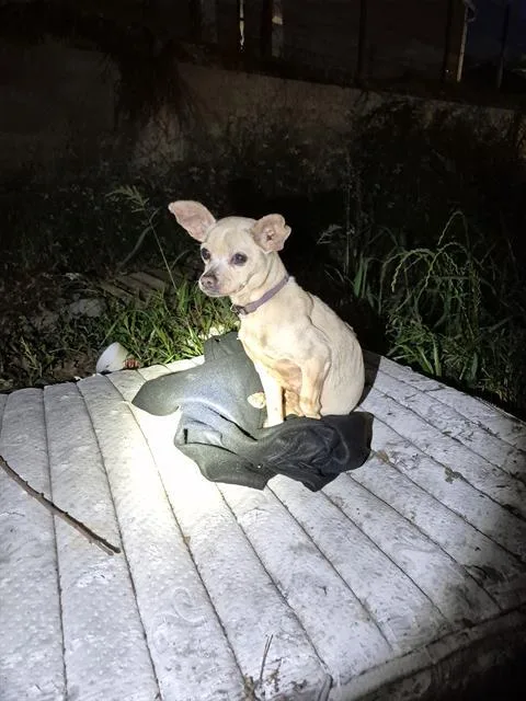 An adult medium-sized female Chihuahua dog named Chanelle for adoption in San Antonio, TX