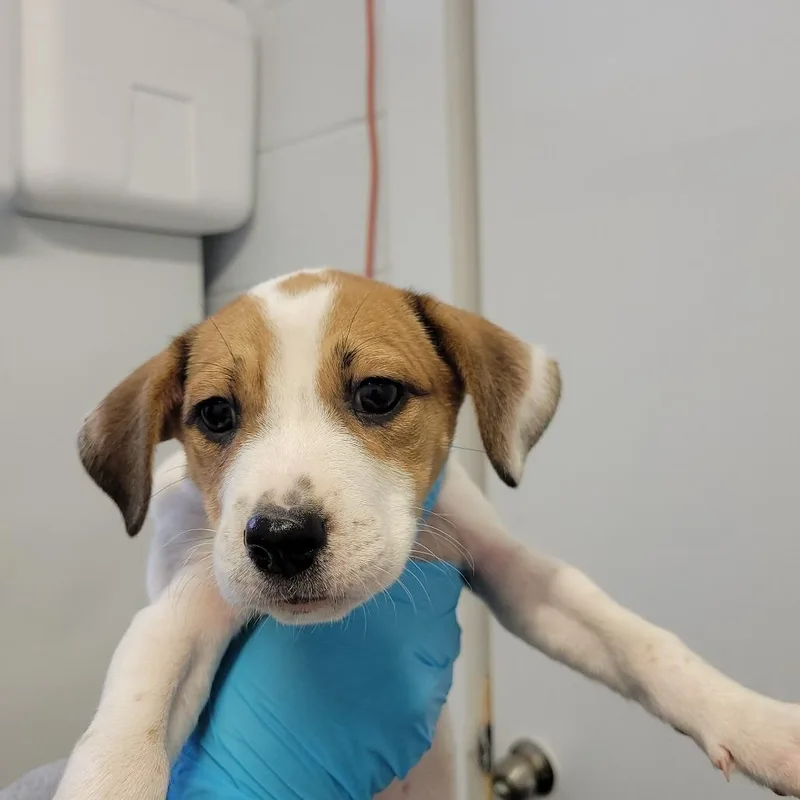 A baby small-sized female White / Cream Beagle dog named Cowgirl Daisy for adoption in Hattiesburg, MS