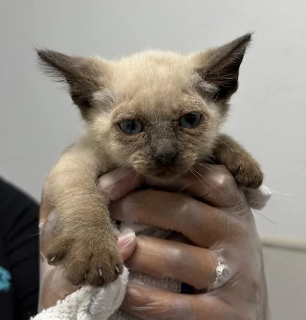 A baby small-sized male Domestic Short Hair cat named James for adoption in San Diego, CA