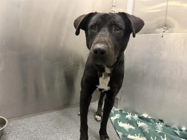 An adult medium-sized male Mixed Breed dog named Jack for adoption in Dallas, TX