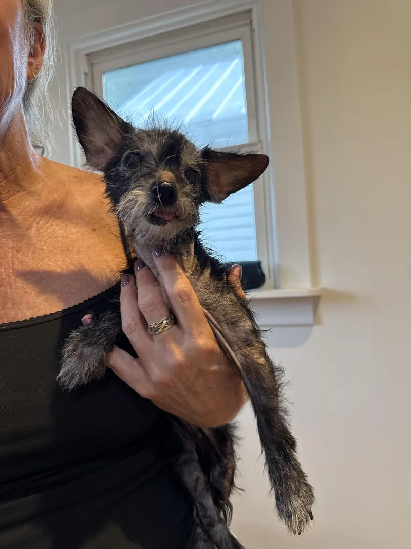 A senior small-sized female Chihuahua dog named Twirl for adoption in Hillsborough, NC
